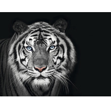 Fototapete Vlies HRBP100010 Tiger schwarz-weiß 7-tlg. 340 x 254 cm