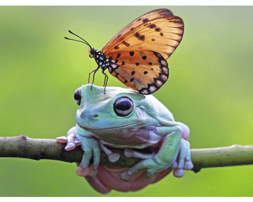 Fototapete Vlies HRBP100012 Frosch + Schmetterling 7-tlg. 340 x 254 cm