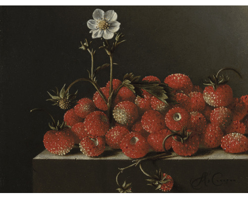 Fototapete Vlies HRBP100053 Adriaen Coorte Stilleben mit Erdbeeren 7-tlg. 340 x 254 cm