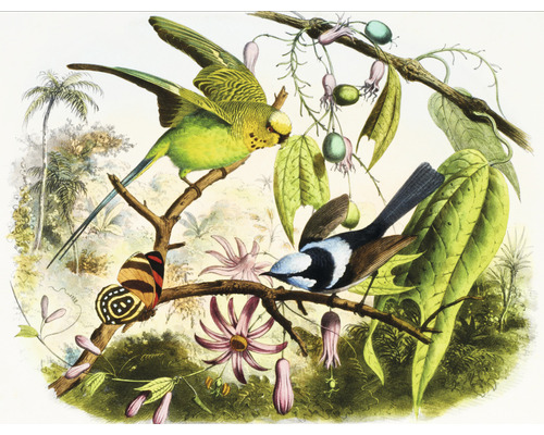 Papier peint panoramique intissé HRBP100059 Illustration oiseau 2 7 pces 340 x 254 cm Illustration avec perruche ondulée, roitelet et papillon sur une branche