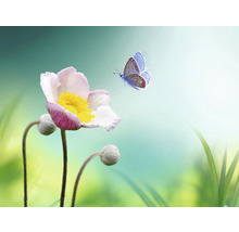 Fototapete Vlies HRBP100061 Blume mit Schmetterling 7-tlg. 340 x 254 cm