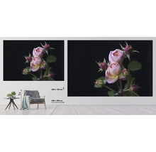 Wandbild mit Rosenmotiv in einem Wohnraum, 243 mal 184 Zentimeter und 340 mal 254 Zentimeter