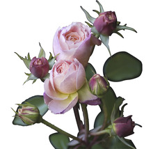 Nahaufnahme von Rosenblüten und -knospen