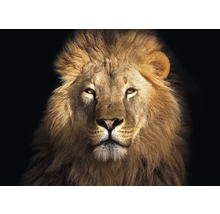 Toile murale Lion 350x250 cm