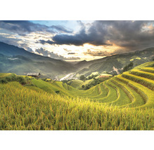 Toile murale Sawah 350x250 cm