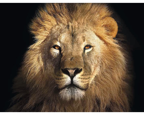 Portrait d''un lion avec une crinière