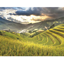 Wandtuch Sawah 250x190 cm