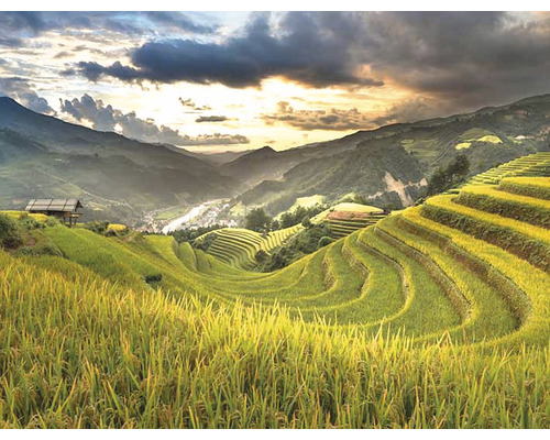 Paysage avec rizières à flanc de colline et maison
