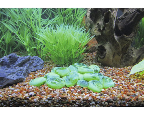 Décoration d''aquarium avec plantes, pierres et racines en bois