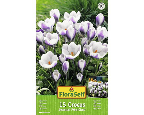Packung mit 15 Krokussen der Sorte Botanical Prins Claus