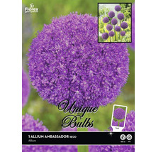 Bulbe de fleur d''ail d''ornement Ambassador
