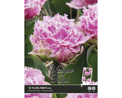 Bulbes tulipes « Perth » 11/12 10 pces