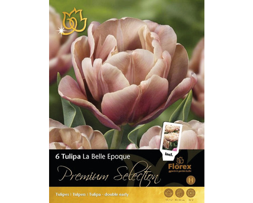 Verpackung mit sechs Tulpen La Belle Epoque Blumenzwiebeln