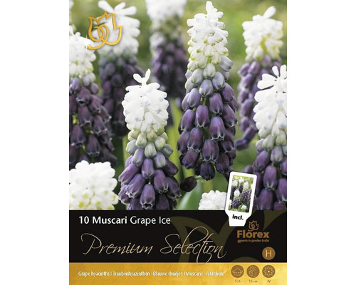 Blumenzwiebeln Muscari 'Grape Ice 5/6' 8 Stk.