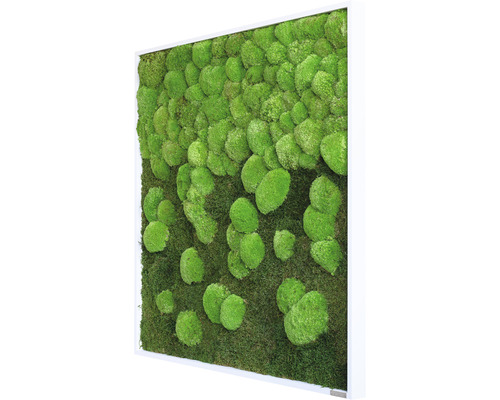 Moosbild mit Rahmen für Wanddekoration