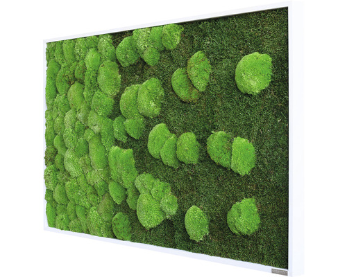 Moosbild mit weißem Rahmen