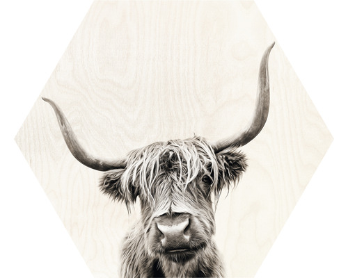 Hexagone Scottish Highland Cattle V 45x45 cm
