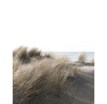 Dünengras am Strand