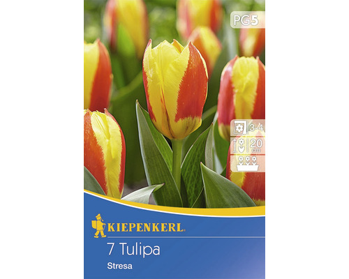 Tulipe 'Stresa' oignons et bulbes de fleurs 7 pièces
