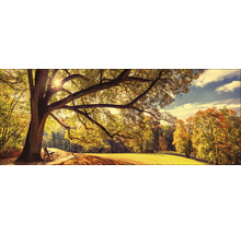 Paysage d''automne avec arbre, prairie et banc