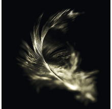 Gros plan d''une seule plume sur un fond sombre.