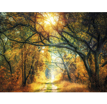 Waldweg im Herbst mit Laubbäumen und Sonnenlicht
