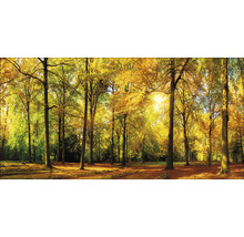 Waldlandschaft mit Laubbäumen im Herbst
