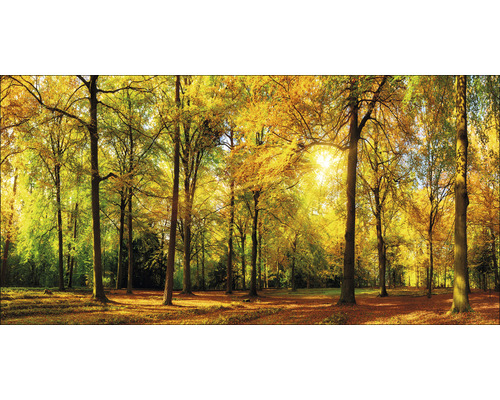Tableau sur toile Sunkit in forest III 50x100 cm