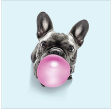 Leinwandbild Dogs chewing gum II 27x27 cm