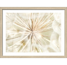 Gerahmtes Bild Dandelion I 33x43 cm