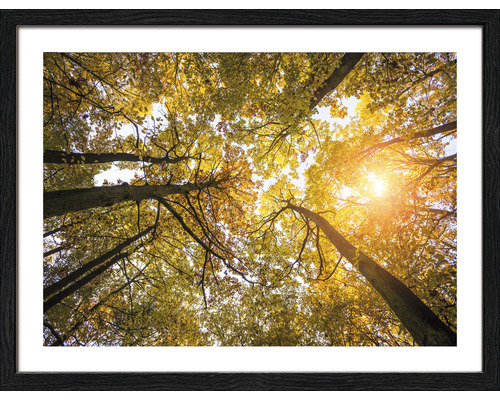 Image encadrée Sunshine forest I 33x43 cm