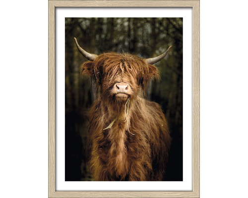 Gerahmtes Bild Highland cattle VI 33x43 cm-0
