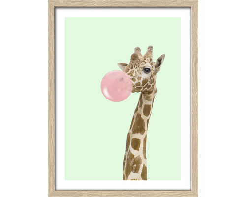 Gerahmtes Bild Giraffe chewing gum 33x43 cm