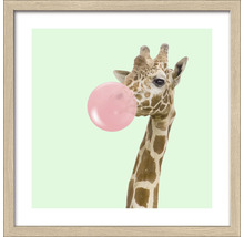 Gerahmtes Bild Giraffe chewing gum 33x33 cm