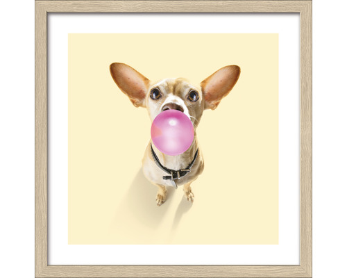 Image encadrée Dogs chewing gum I 33x33 cm