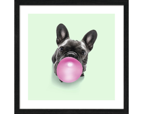 Image encadrée Dogs chewing gum II 33x33 cm