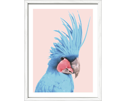 Image encadrée Blue cockatoo 33x43 cm