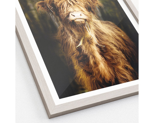 Gerahmtes Bild eines Hochlandrindes