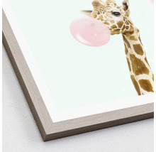 Gerahmtes Bild Giraffe chewing gum 33x33 cm
