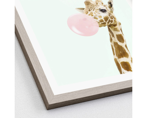 Image encadrée d''une girafe avec un chewing-gum