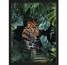 Gerahmtes Bild Jaguar in jungle 33x43 cm