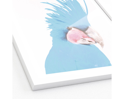 Gerahmtes Bild eines Kakadus