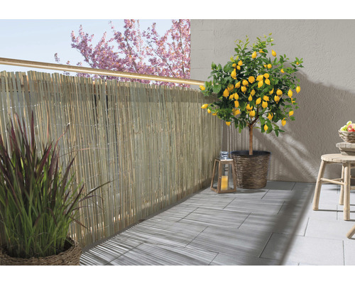 Scène de balcon avec brise-vue en bambou, citronnier et décorations