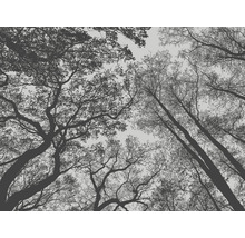 Fototapete Vlies 38240-1 The Wall Baumkronen 7-tlg. 371 x 280 cm