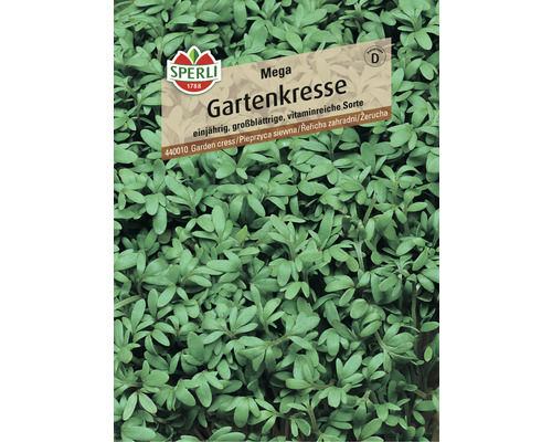 Cresson alénois Mega Sperli semences non hybrides graines de fines herbes Sachet de graines de cresson alénois Mega de Sperli