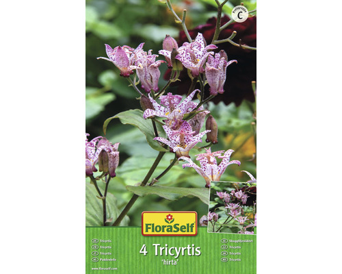 Bulbes de tricyrtis FloraSelf 4 pces