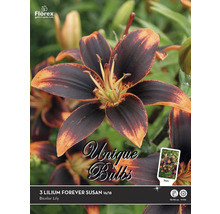 Paquet de trois bulbes de lys Forever Susan
