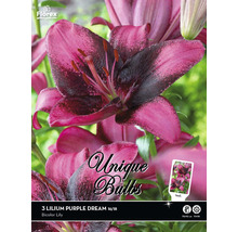 Packung mit dreifarbigen Lilien Blumenzwiebeln der Sorte Purple Dream