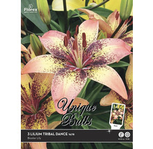 Blumenzwiebeln Unique Lilie 'Tribal Dance' 3 Stk.