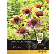 Paquet d''Echinacea Green Twister pour le jardin